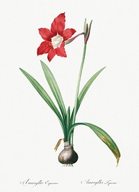 Hippeastrum illustration from Les liliac&eacute;es (1805) by <a href="https://www.rawpixel.com/search/redoute?sort=curated&amp;page=1">Pierre-Joseph Redout&eacute;</a>. Original from New York Public Library. Digitally enhanced by rawpixel.