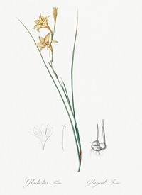 Gladiolus illustration from Les liliac&eacute;es (1805) by <a href="https://www.rawpixel.com/search/redoute?sort=curated&amp;page=1">Pierre-Joseph Redout&eacute;</a>. Original from New York Public Library. Digitally enhanced by rawpixel.