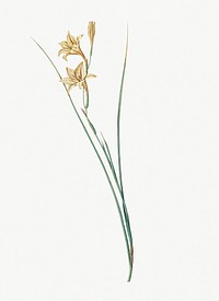 Vintage Illustration of Gladiolus