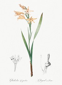 Gladiolus cuspidatus illustration from Les liliac&eacute;es (1805) by Pierre-Joseph Redout&eacute;. Original from New York Public Library. Digitally enhanced by rawpixel.