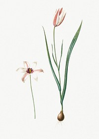 Vintage Illustration of Lady tulip
