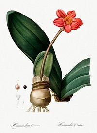 Blood lily illustration from Les liliac&eacute;es (1805) by <a href="https://www.rawpixel.com/search/redoute?sort=curated&amp;page=1">Pierre-Joseph Redout&eacute;</a>. Original from New York Public Library. Digitally enhanced by rawpixel.