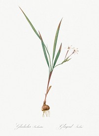 Gladiolus inclinatus illustration from Les liliac&eacute;es (1805) by <a href="https://www.rawpixel.com/search/redoute?sort=curated&amp;page=1">Pierre-Joseph Redout&eacute;</a>. Original from New York Public Library. Digitally enhanced by rawpixel.