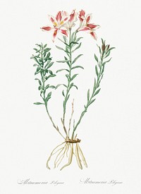 Lily of the Incas illustration from Les liliac&eacute;es (1805) by <a href="https://www.rawpixel.com/search/redoute?sort=curated&amp;page=1">Pierre-Joseph Redout&eacute;</a>r. Original from New York Public Library. Digitally enhanced by rawpixel.