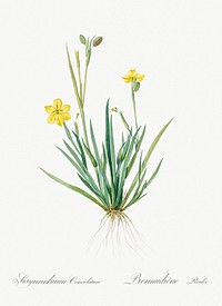 Yellow eyed grass illustration from Les liliac&eacute;es (1805) by <a href="https://www.rawpixel.com/search/redoute?sort=curated&amp;page=1">Pierre-Joseph Redout&eacute;</a>. Original from New York Public Library. Digitally enhanced by rawpixel.