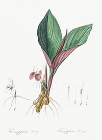 Koemferia longa illustration from Les liliac&eacute;es (1805) by <a href="https://www.rawpixel.com/search/redoute?sort=curated&amp;page=1">Pierre-Joseph Redout&eacute;</a>. Original from New York Public Library. Digitally enhanced by rawpixel.