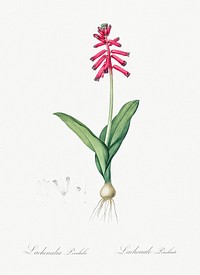 Lachenalia pendula illustration from Les liliac&eacute;es (1805) by <a href="https://www.rawpixel.com/search/redoute?sort=curated&amp;page=1">Pierre-Joseph Redout&eacute;</a>. Original from New York Public Library. Digitally enhanced by rawpixel.