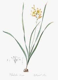 Gladiolus lineatus illustration from Les liliac&eacute;es (1805) by <a href="https://www.rawpixel.com/search/redoute?sort=curated&amp;page=1">Pierre-Joseph Redout&eacute;</a>. Original from New York Public Library. Digitally enhanced by rawpixel.
