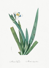 Moraea vaginata illustration from Les liliac&eacute;es (1805) by <a href="https://www.rawpixel.com/search/redoute?sort=curated&amp;page=1">Pierre-Joseph Redout&eacute;</a>. Original from New York Public Library. Digitally enhanced by rawpixel.
