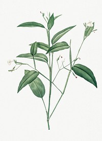 Vintage Illustration of Maranta arundinacea