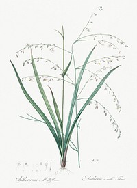 Pale vanilla lily illustration from Les liliac&eacute;es (1805) by <a href="https://www.rawpixel.com/search/redoute?sort=curated&amp;page=1">Pierre-Joseph Redout&eacute;</a>. Original from New York Public Library. Digitally enhanced by rawpixel.