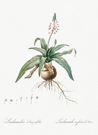 Lachenalia lanceaefolia illustration from Les liliac&eacute;es (1805) by <a href="https://www.rawpixel.com/search/redoute?sort=curated&amp;page=1">Pierre-Joseph Redout&eacute;</a>. Original from New York Public Library. Digitally enhanced by rawpixel.