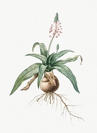 Vintage Illustration of Lachenalia lanceaefolia