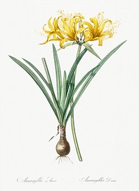 Golden Hurricane Lily illustration from Les liliac&eacute;es (1805) by <a href="https://www.rawpixel.com/search/redoute?sort=curated&amp;page=1">Pierre-Joseph Redout&eacute;</a>. Original from New York Public Library. Digitally enhanced by rawpixel.