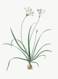 Vintage Illustration of Allium fragrans