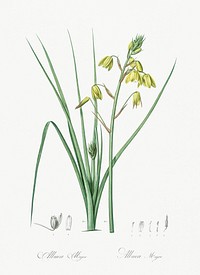 Slime Lily illustration from Les liliac&eacute;es (1805) by <a href="https://www.rawpixel.com/search/redoute?sort=curated&amp;page=1">Pierre-Joseph Redout&eacute;</a>. Original from New York Public Library. Digitally enhanced by rawpixel.