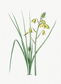 Vintage Illustration of Slime Lily