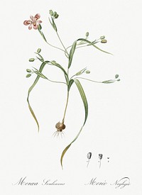 Moraea sordescens illustration from Les liliac&eacute;es (1805) by <a href="https://www.rawpixel.com/search/redoute?sort=curated&amp;page=1">Pierre-Joseph Redout&eacute;</a>. Original from New York Public Library. Digitally enhanced by rawpixel.