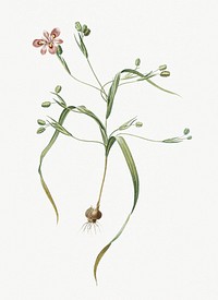 Vintage Illustration of Moraea sordescens