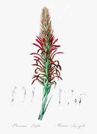 Pitcairnia latifolia illustration from Les liliac&eacute;es (1805) by Pierre-Joseph Redout&eacute;. Original from New York Public Library. Digitally enhanced by rawpixel.