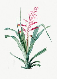 Vintage Illustration of Pitcairnia bromeliaefolia
