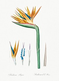 Bird of paradise illustration from Les liliac&eacute;es (1805) by <a href="https://www.rawpixel.com/search/redoute?sort=curated&amp;page=1">Pierre-Joseph Redout&eacute;</a>. Original from New York Public Library. Digitally enhanced by rawpixel.
