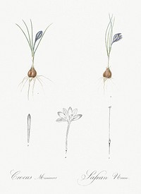 Crocus illustration from Les liliac&eacute;es (1805) by Pierre-Joseph Redout&eacute;. Original from New York Public Library. Digitally enhanced by rawpixel.