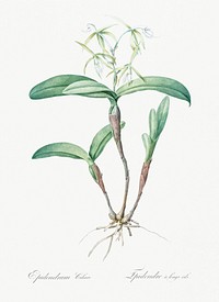 Fringed Star Orchid illustration from Les liliacées (1805) by Pierre-Joseph Redouté. Original from New York Public Library. Digitally enhanced by rawpixel.