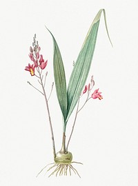 Vintage Illustration of Pine pink from Les liliac&eacute;es