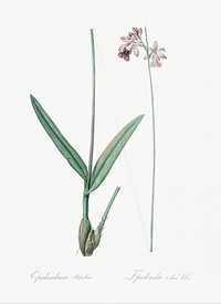 Epidendrum bifidum illustration from Les liliac&eacute;es (1805) by Pierre-Joseph Redout&eacute;. Original from New York Public Library. Digitally enhanced by rawpixel.