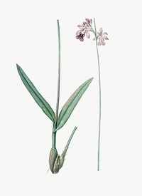 Vintage Illustration of Epidendrum bifidum from Les liliac&eacute;es