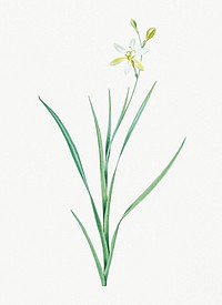 Vintage Illustration of Ixia anemonae flora from Les liliac&eacute;es