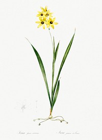 Ixia fusco citrina illustration from Les liliac&eacute;es (1805) by <a href="https://www.rawpixel.com/search/redoute?sort=curated&amp;page=1">Pierre-Joseph Redout&eacute;</a>. Original from New York Public Library. Digitally enhanced by rawpixel.