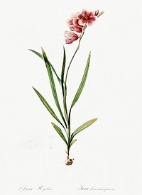 Ixia hyalina illustration from Les liliac&eacute;es (1805) by <a href="https://www.rawpixel.com/search/redoute?sort=curated&amp;page=1">Pierre-Joseph Redout&eacute;</a>. Original from New York Public Library. Digitally enhanced by rawpixel.
