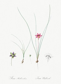 Crocus leaved romulea (Ixia bulbocodium) illustration from Les liliac&eacute;es (1805) by <a href="https://www.rawpixel.com/search/redoute?sort=curated&amp;page=1">Pierre-Joseph Redout&eacute;</a> Original from New York Public Library. Digitally enhanced by rawpixel.