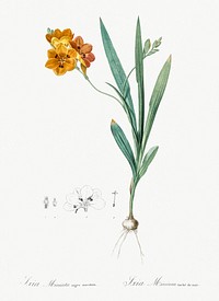 Ixia miniata illustration from Les liliac&eacute;es (1805) by Pierre-Joseph Redout&eacute;. Original from New York Public Library. Digitally enhanced by rawpixel.