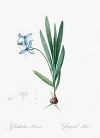 Gladiolus plicatus illustration from Les liliac&eacute;es (1805) by <a href="https://www.rawpixel.com/search/redoute?sort=curated&amp;page=1">Pierre-Joseph Redout&eacute;</a>. Original from New York Public Library. Digitally enhanced by rawpixel.