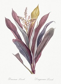 Cordyline fruticosa illustration from Les liliac&eacute;es (1805) by <a href="https://www.rawpixel.com/search/redoute?sort=curated&amp;page=1">Pierre-Joseph Redout&eacute;</a>. Original from New York Public Library. Digitally enhanced by rawpixel.