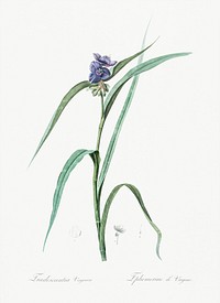 Virginia spiderwort illustration from Les liliac&eacute;es (1805) by Pierre-Joseph Redout&eacute;. Original from New York Public Library. Digitally enhanced by rawpixel.