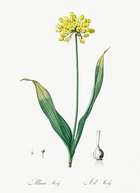 Golden garlic illustration from Les liliac&eacute;es (1805) by <a href="https://www.rawpixel.com/search/redoute?sort=curated&amp;page=1">Pierre-Joseph Redout&eacute;</a>. Original from New York Public Library. Digitally enhanced by rawpixel.