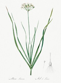 Allium tartaricum illustration from Les liliac&eacute;es (1805) by <a href="https://www.rawpixel.com/search/redoute?sort=curated&amp;page=1">Pierre-Joseph Redout&eacute;</a>. Original from New York Public Library. Digitally enhanced by rawpixel.