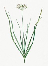 Vintage Illustration of Allium tartaricum