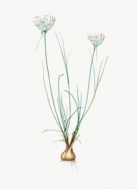 Vintage Illustration of Allium moschatum