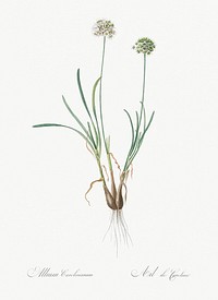 Allium carolinianum illustration from Les liliac&eacute;es (1805) by Pierre-Joseph Redout&eacute;. Original from New York Public Library. Digitally enhanced by rawpixel.