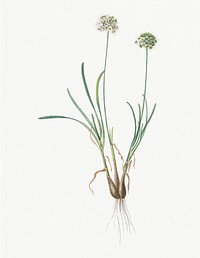 Vintage Illustration of Allium carolinianum