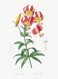 Turban lily illustration from Les liliac&eacute;es (1805) by <a href="https://www.rawpixel.com/search/redoute?sort=curated&amp;page=1">Pierre-Joseph Redout&eacute;</a>. Original from New York Public Library. Digitally enhanced by rawpixel.