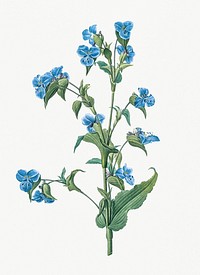 Vintage Illustration of Commelina tuberosa
