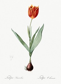 Tulip illustration from Les liliac&eacute;es (1805) by <a href="https://www.rawpixel.com/search/redoute?sort=curated&amp;page=1">Pierre-Joseph Redout&eacute;</a>. Original from New York Public Library. Digitally enhanced by rawpixel.