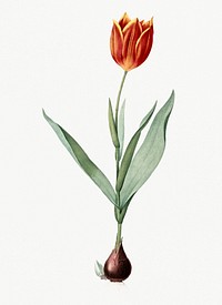 Vintage Illustration of Tulip