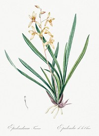 Epidendrum sinense illustration from Les liliac&eacute;es (1805) by <a href="https://www.rawpixel.com/search/redoute?sort=curated&amp;page=1">Pierre-Joseph Redout&eacute;</a>. Original from New York Public Library. Digitally enhanced by rawpixel.